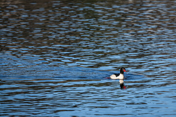 Common Merganser, a diving duck, swimming in Lake Washington at Juanita Bay Park with water dripping off it&rsquo;s beak, as a nature and wildlife background
