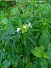 Lenglengan leaves have benefits for maintaining heart health thanks to their antioxidant content and other important nutrients.