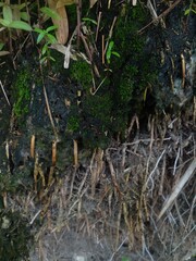 Moss on the roots of bamboo trees that have rotted and been eroded by heavy rainwater.