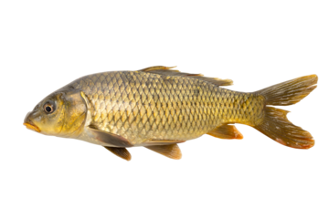 common carp fish isolated on white background.