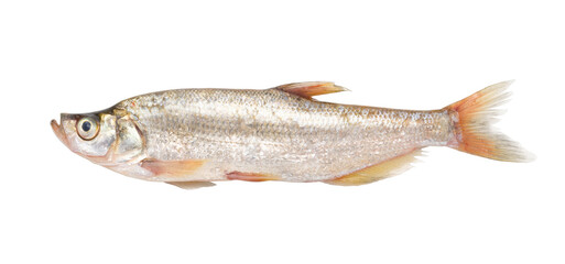 Topmouth culter fish isolated on white background.