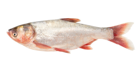 silver carp fish isolated on white background.