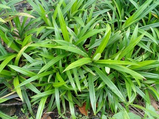 Obraz premium the green view of the pandan plant which grows lush and tall in a humid place. nature is the best.