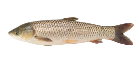 a grass carp fish isolated on white background.