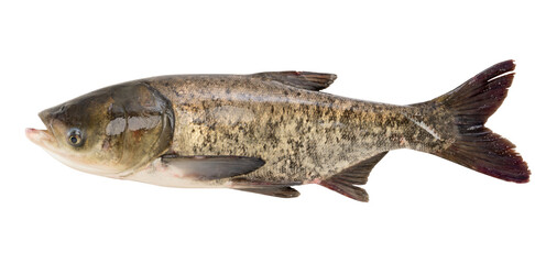bighead carp fish isolated on white background.