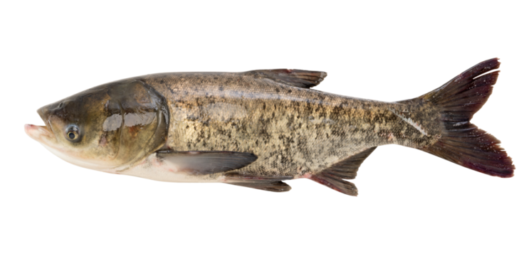 bighead carp fish isolated on white background.