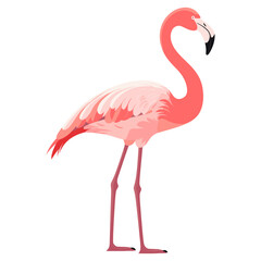 Flamingo illustration animal bird vector