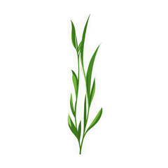 Obraz premium Flat vector of green grass plant illustration herbal vector