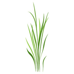 Flat vector of green grass plant illustration herbal vector