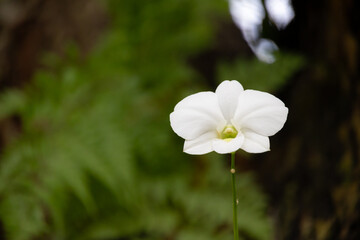 cluster of delicate yellow orchids in full bloom. The soft petals and intricate details of the flowers are beautifully