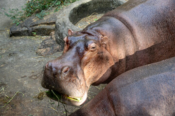 close-up of two hippos with their mouths wide open, showing large teeth as they eagerly eat