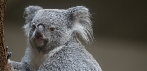 木の上でくつろぐ可愛いコアラ