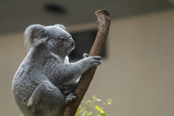 木の上でくつろぐ可愛いコアラ