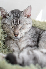 猫の寝顔をマクロレンズで撮影　サバトラ猫