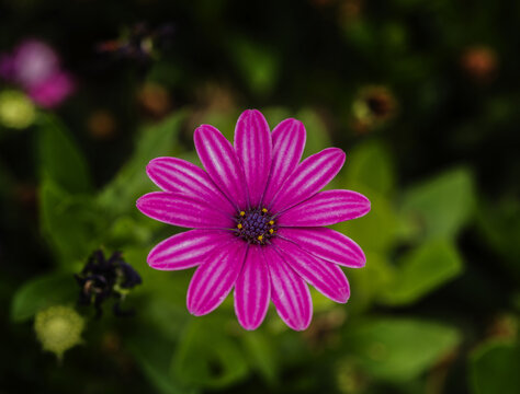 1,오스테오스펄멈,Osteospermum ecklonis,데이지,꽃술,한국