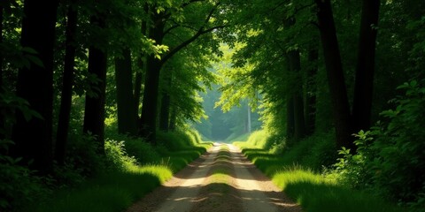 Naklejka premium Sunlit Path Through a Verdant Canopy of Trees, Leading to a Serene and Peaceful Destination