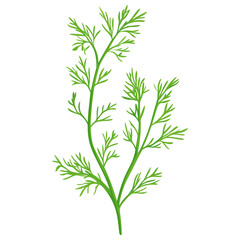 Fototapeta premium Culinary dill herbs leaf illustration design plant vector