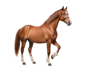 Fototapeta premium Elegant Chestnut Horse in Profile Against a Transparent Background