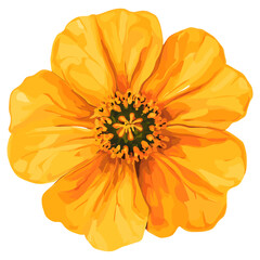 Real yellow flower illustration petals asteraceae vector