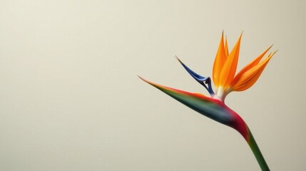 Fototapeta premium A Vibrant Bird of Paradise Flower on a Neutral Background, Displaying its Striking Colors and Unique Shape, a Symbol of Beauty and Elegance