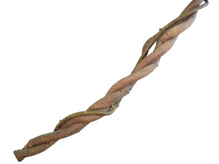 vine root on white background, clipping path