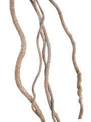 vine root on white background, clipping path