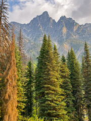 Pine Trees and Mountain Peaks in Banff on a Summer Day