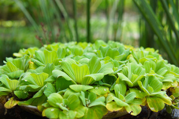 Water Lettuce in a Bowl Outdoor