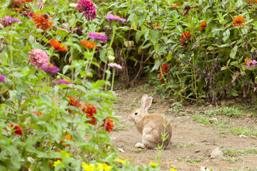 1,토끼,갈색,털,앉기,흙,산책로,백일홍,꽃밭,자라섬,가평군,경기도 © JinChang