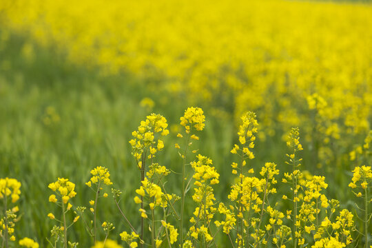 유채꽃,줄기,보리학원농장,선동리,고창군,전북