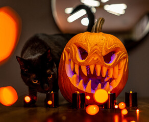 halloween pumpkin with black cat