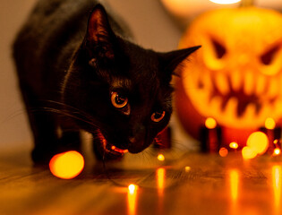 black cat with jack o lantern