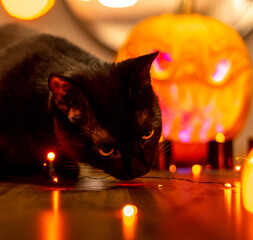 Black cat and candles