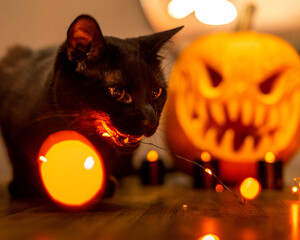 halloween cat on a pumpkin