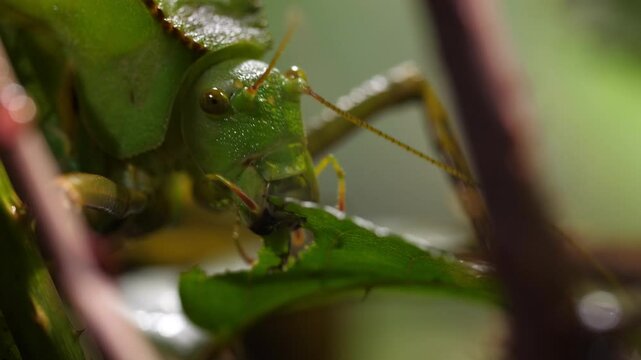 Macro shot of a Giant Hooded Katydid (Siliquofera grandis) eating leaves in a tropical rainforest. Stunning close-up of this exotic insect. Perfect for wildlife, macro, and rainforest content.