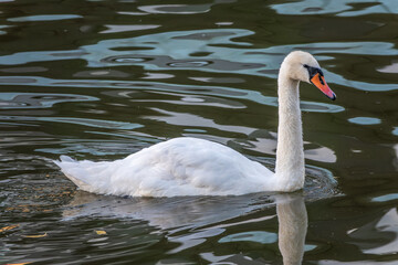 Naklejka premium A graceful white swan swimming on a lake with dark water. The white swan is reflected in the water
