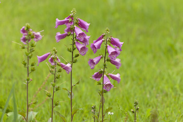 디기탈리스,줄기,한국 © JinChang