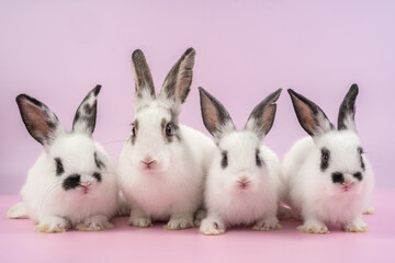 bunny Easter fluffy baby rabbit or new born rabbit. baby cute rabbit or new born adorable bunny. Easter Bunny.  Symbol of Easter day.