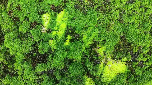 green moss background