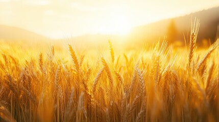 Obraz premium Golden Wheat Field at Sunset: A Serene Harvest Scene