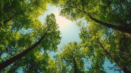 Bottom-up view green forest canopy. Climate change. Natural green biodiversity ecosystem background
