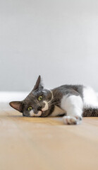 grey and white cat laying down