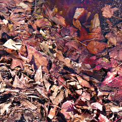 Autumn leaves on the street after the rain