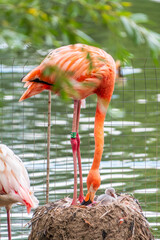A newborn baby Rosa Flamingo, Phoenicopterus roseus, is full of care from its mother