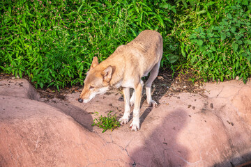 Gray wolf in forest on the green grass. The wolf, Canis lupus