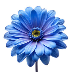 Fototapeta premium Vibrant Blue Flower Blossom Isolated, Perfect for Design Projects and Spring Themes. High-Resolution