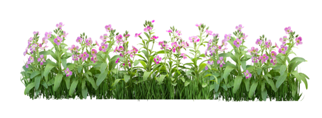 grass and flowers