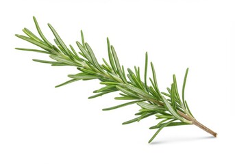 Fototapeta premium A fresh sprig of rosemary with long thin green leaves and a woody stem isolated on white background