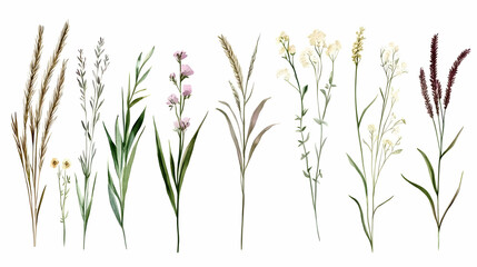 Watercolor wildflower collection; meadow plants; botanical illustration; design elements; nature background