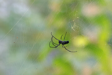 forest black big spider.this photo was taken from Bangladesh.